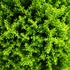 Hebe Green Globe (Emerald Gem, Emerald Green)
