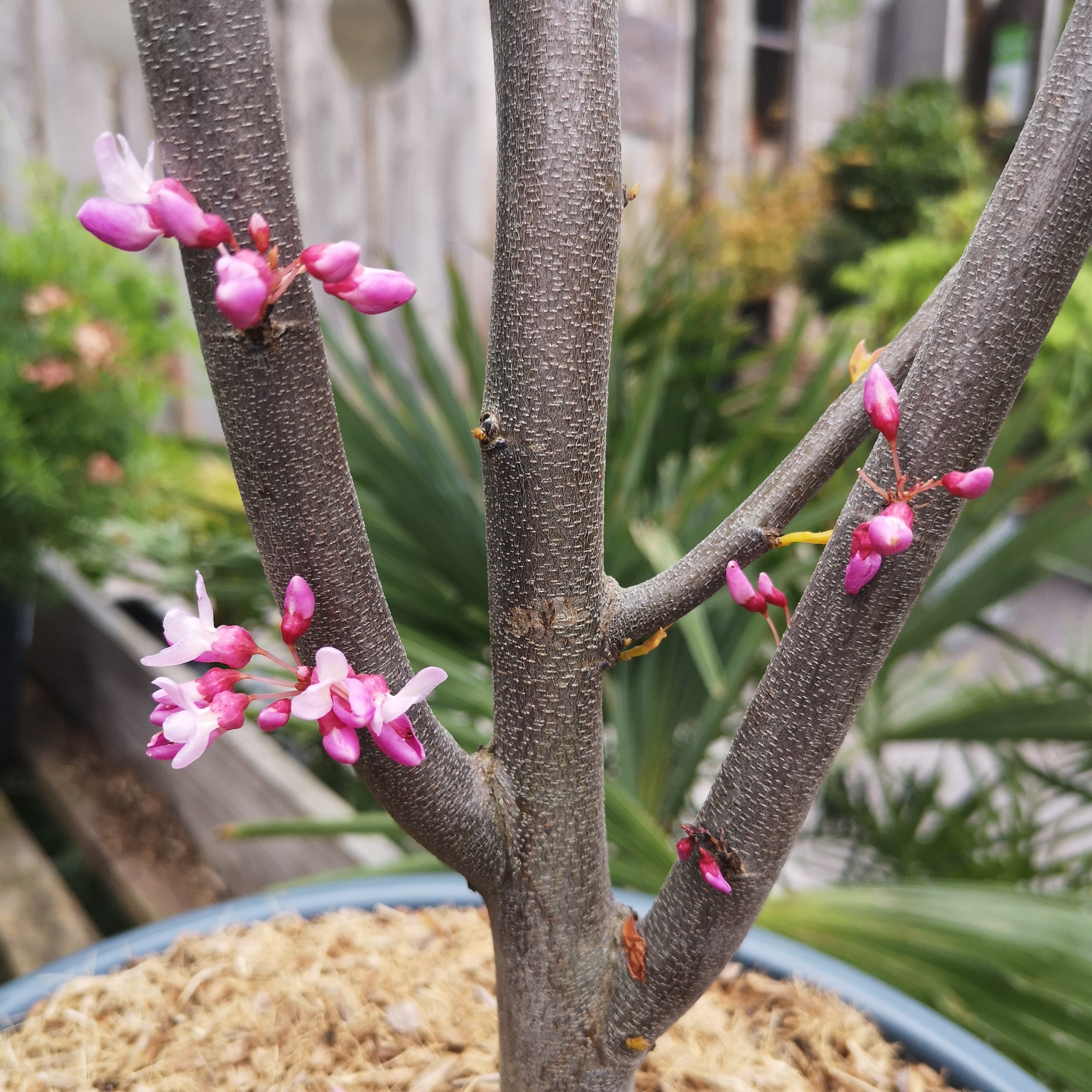 Cercis canadensis The Rising Sun