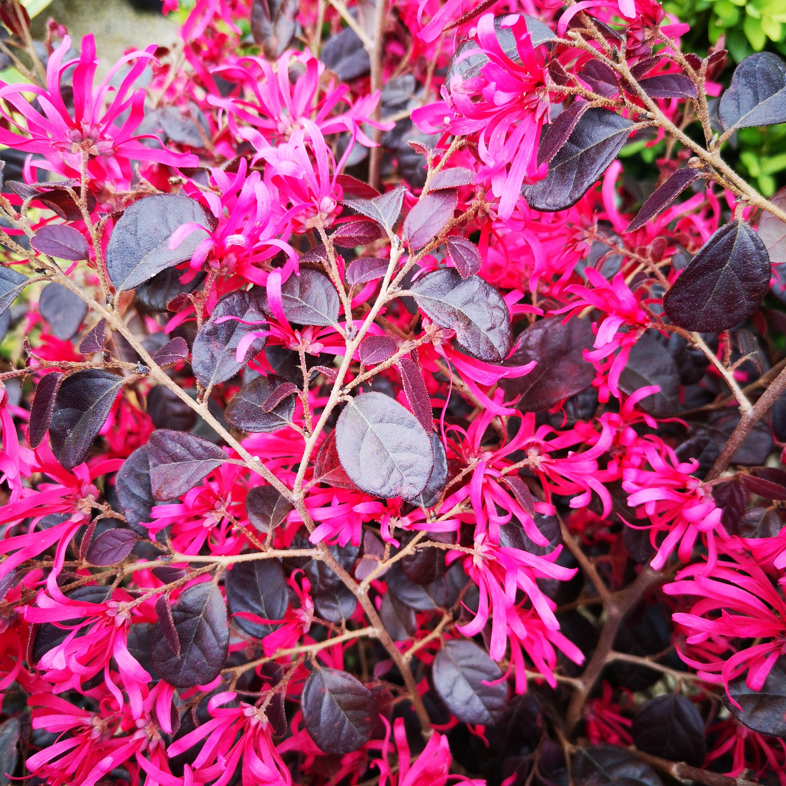 Loropetalum chinense Black Pearl