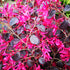 Loropetalum chinense Black Pearl