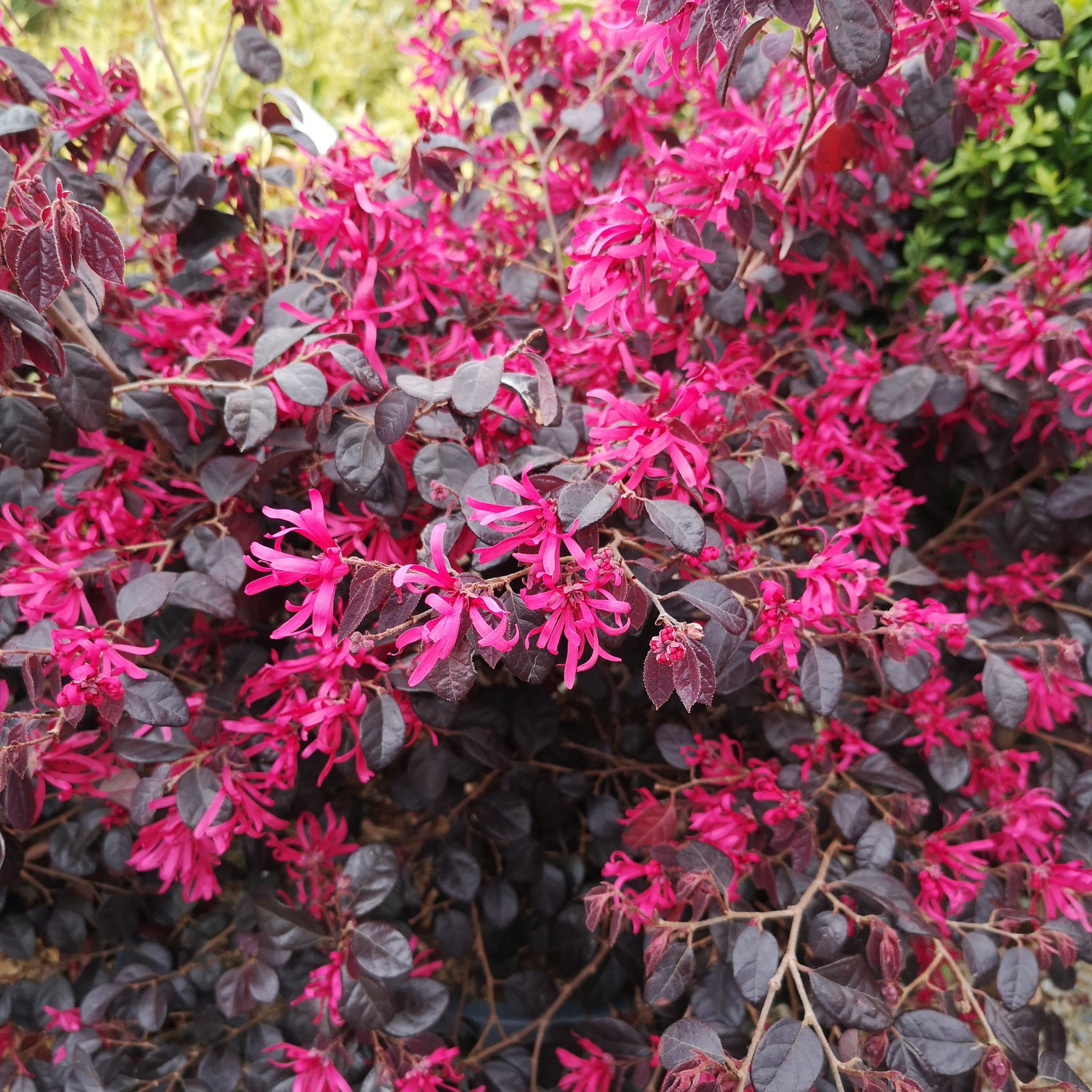 Loropetalum chinense Black Pearl