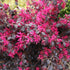 Loropetalum chinense Black Pearl