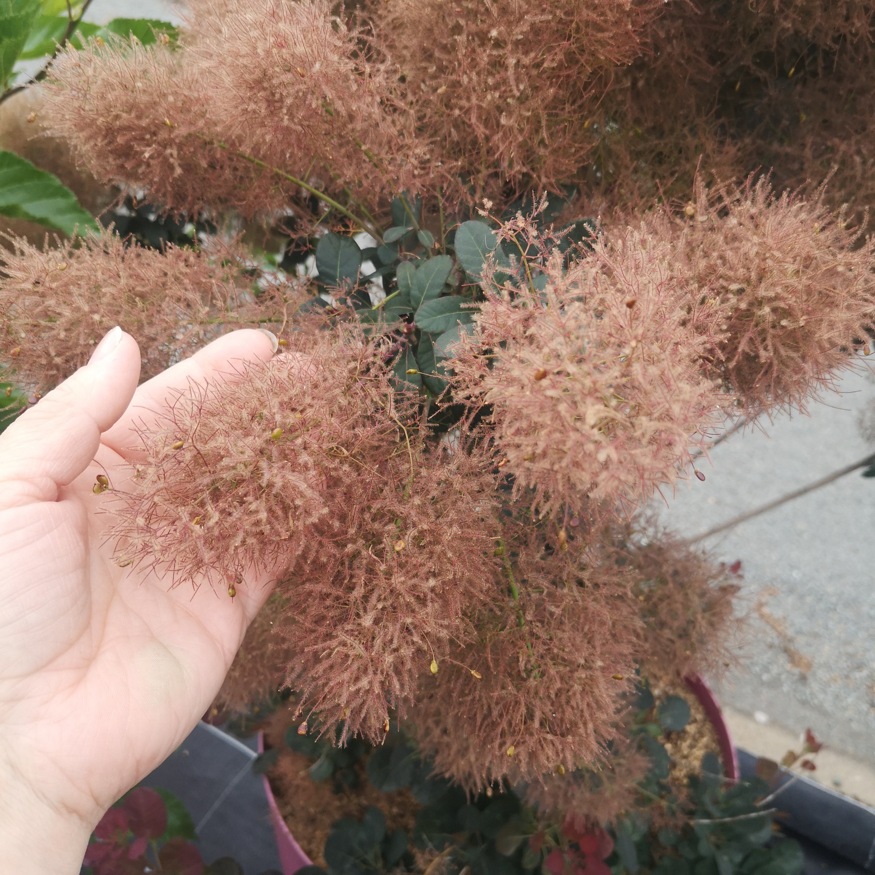 Cotinus coggygria Magical Torch