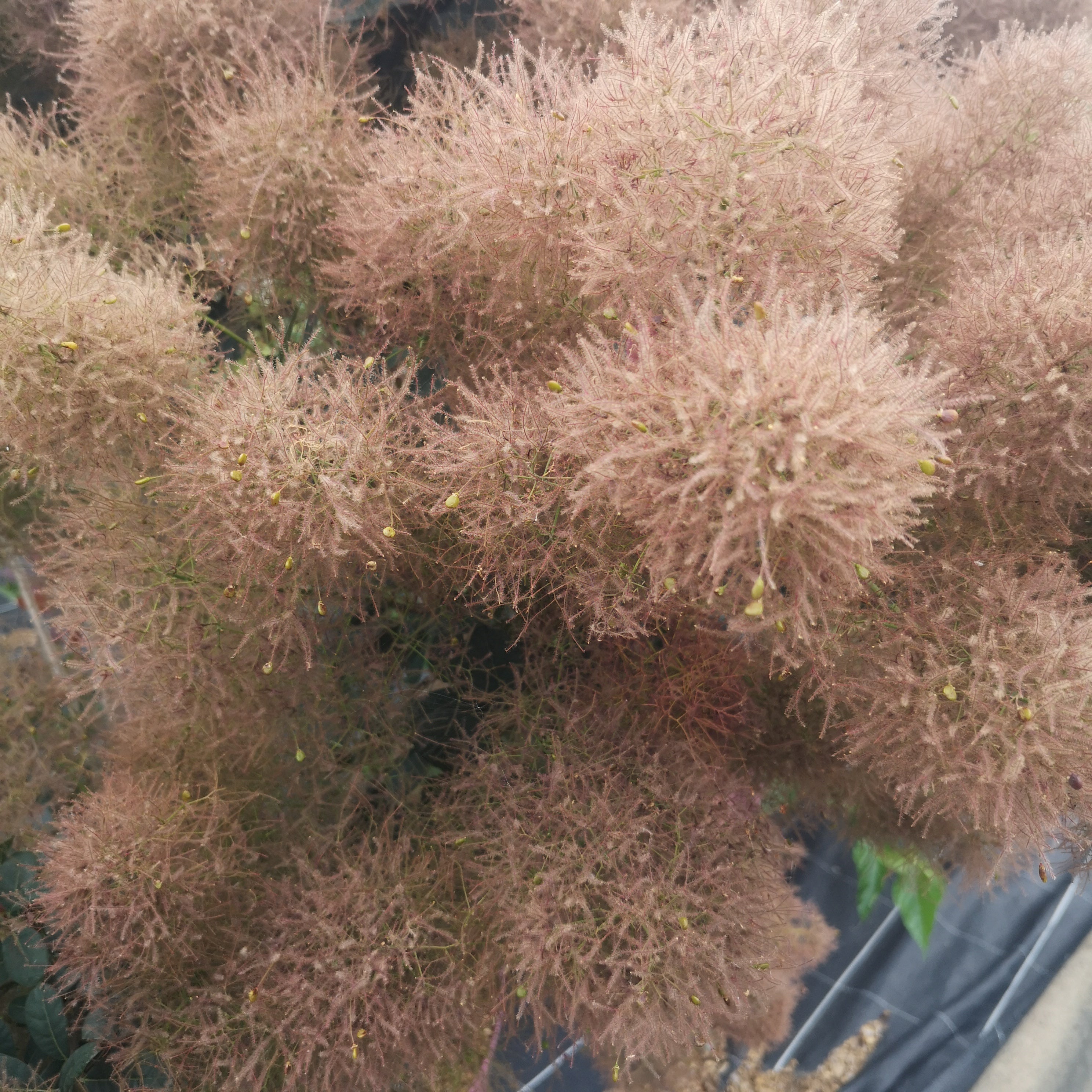 Cotinus coggygria Magical Torch