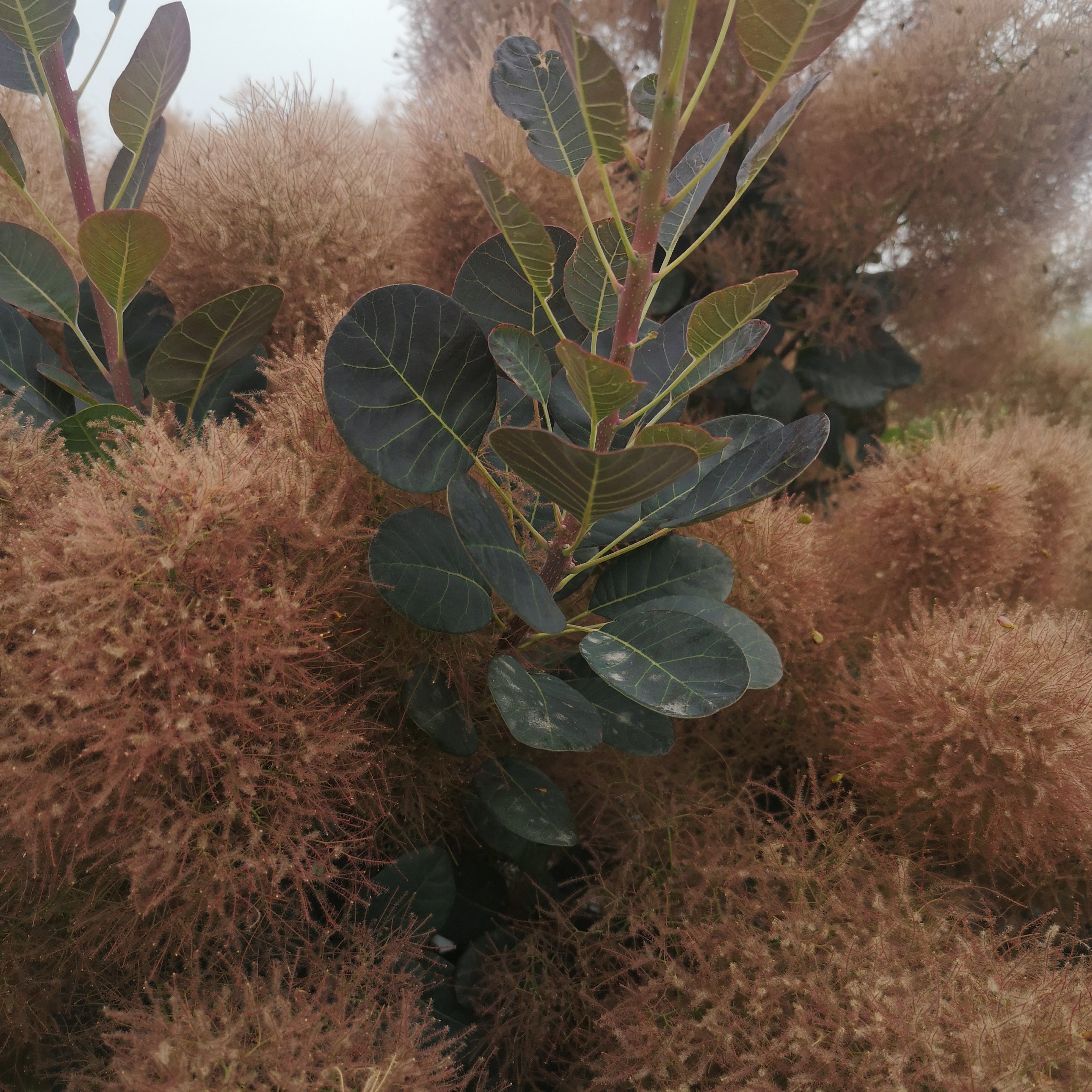 Cotinus coggygria Magical Torch