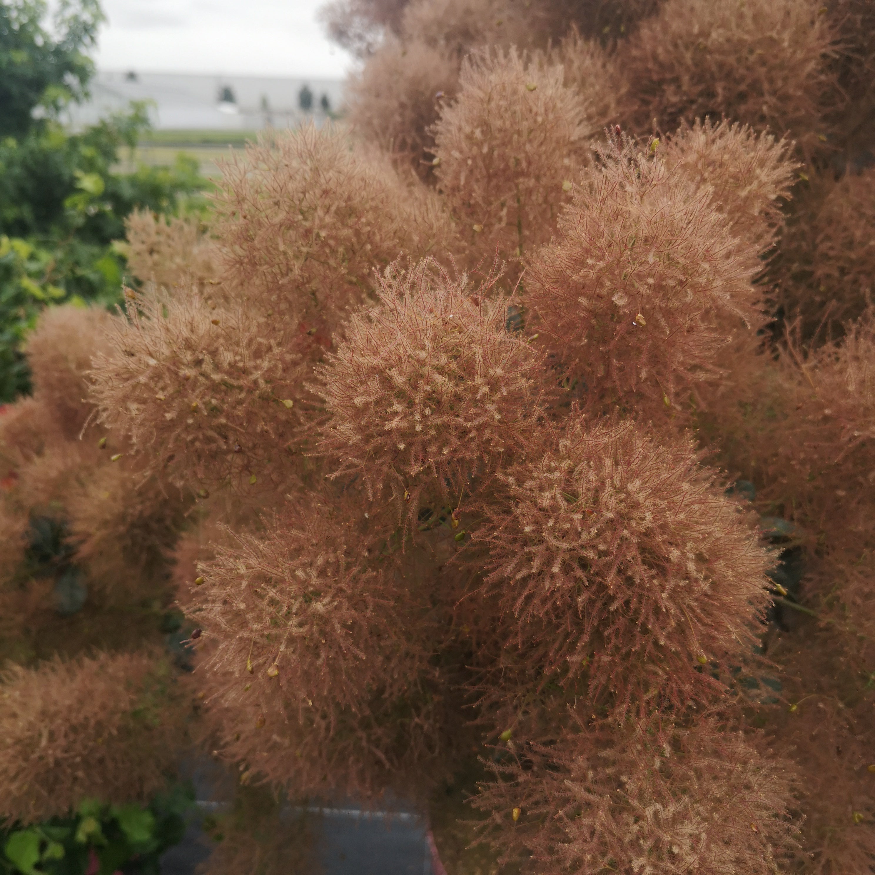 Cotinus coggygria Magical Torch