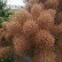Cotinus coggygria Magical Torch