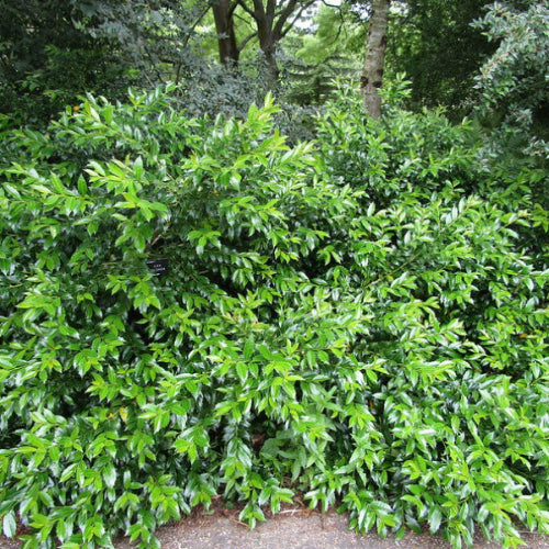 Ilex colchica