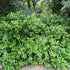 Ilex colchica
