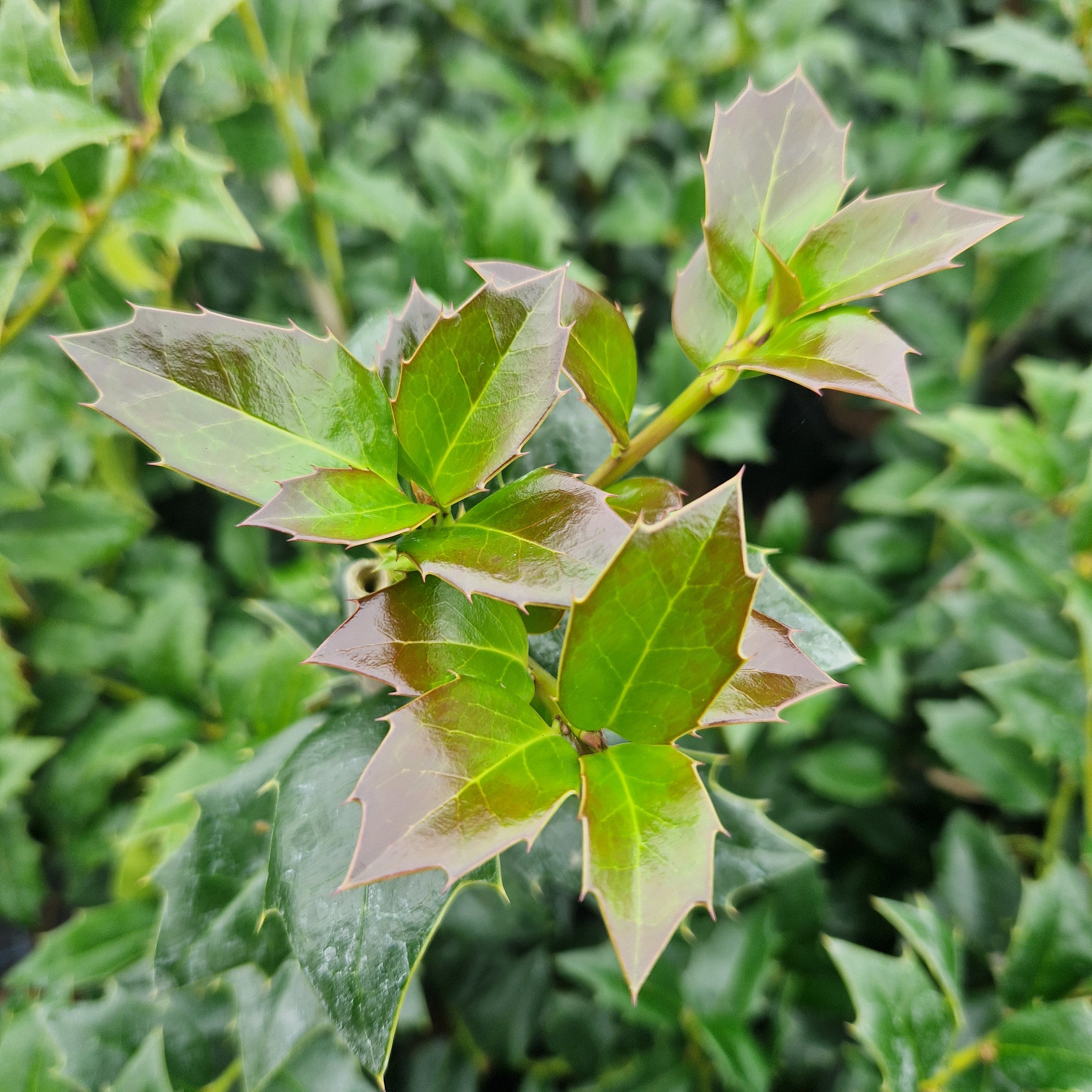 Ilex colchica