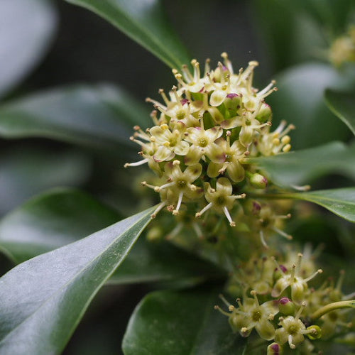 Ilex integra x aquifolium