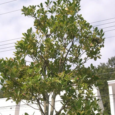 Ilex integra x aquifolium