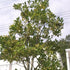 Ilex integra x aquifolium