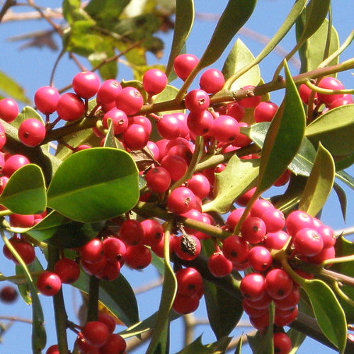 Ilex integra x aquifolium