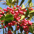Ilex integra x aquifolium