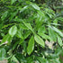 Ilex integra x aquifolium