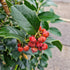 Ilex colchica