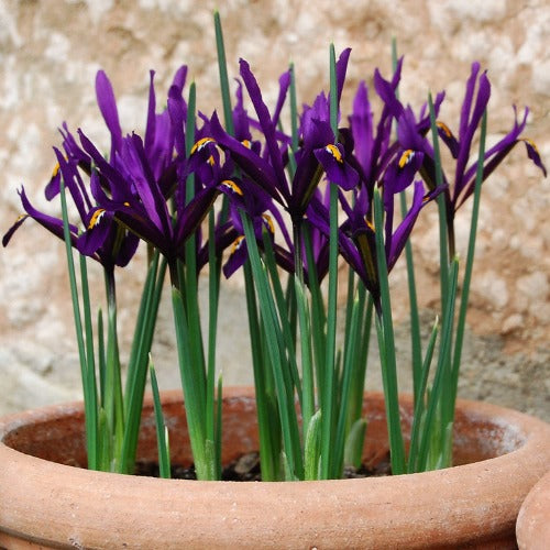 Iris reticulata Purple Gem