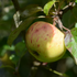 Apple Irish Molly