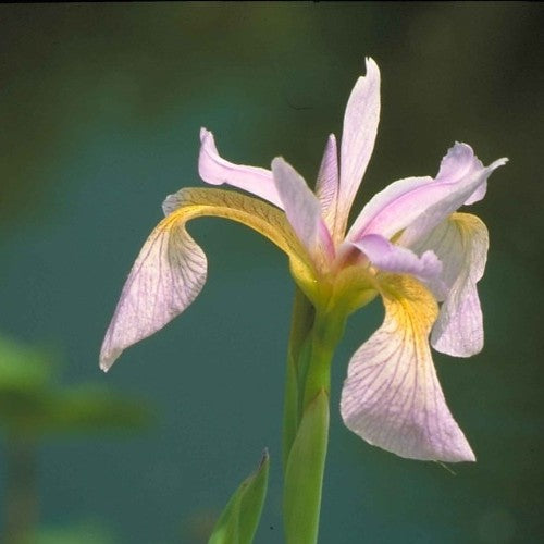 Iris laevigata Rose Queen