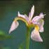 Iris laevigata Rose Queen