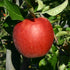 Apple Jonagored