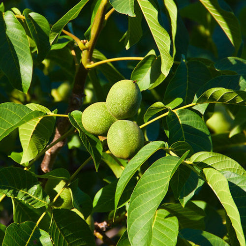 Juglans regia Fernor