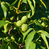 Juglans regia Fernor