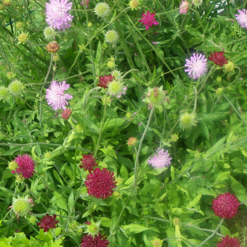 Knautia macedonica Melton Pastels