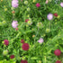 Knautia macedonica Melton Pastels