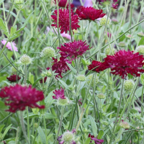 Knautia macedonica Red Knight