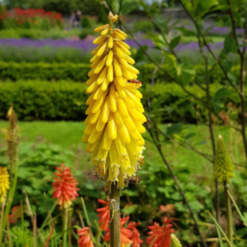 Kniphofia Lemon Popsicle