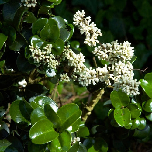 Ligustrum japonicum Rotundifolium