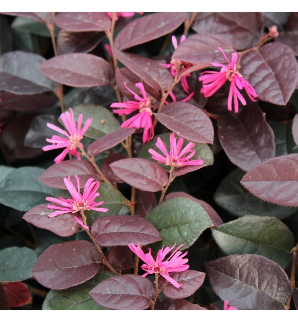 Loropetalum chinense Rose In Black