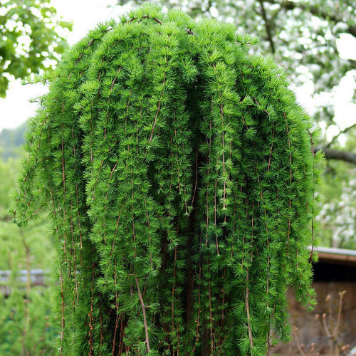Weaeper Larix kaempferi Stiff Weeper – Future Forests