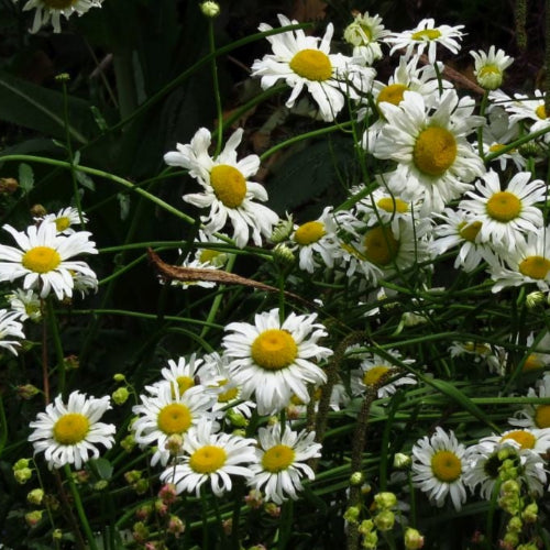 Leucanthemum vulgare May Queen