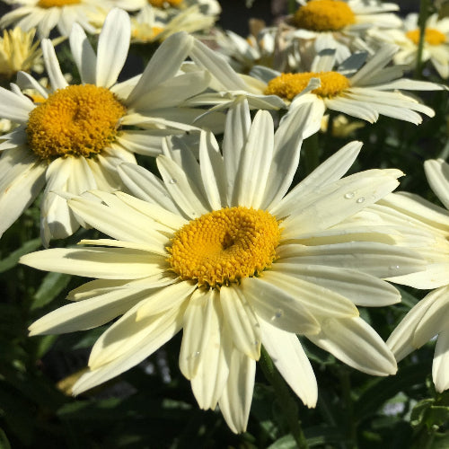 Leucanthemum × superbum Banana Cream