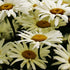 Leucanthemum × superbum Banana Cream