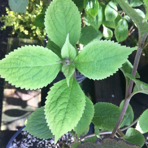 Leucosceptrum stellipilum October Moon