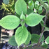 Leucosceptrum stellipilum October Moon