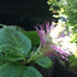 Leucosceptrum stellipilum October Moon