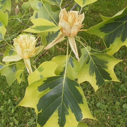 Liriodendron tulipifera Aureomarginata