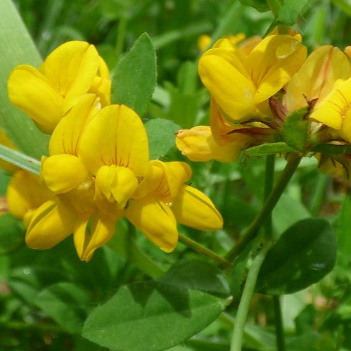 Lotus pedunculatus