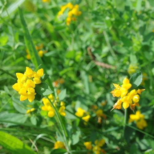 Lotus pedunculatus
