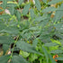 Mahonia hybrida Magical Winter Fern