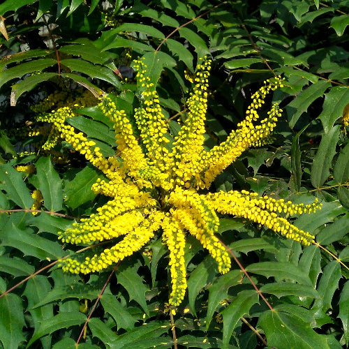 Mahonia media Buckland