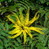 Mahonia media Buckland