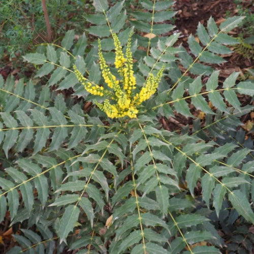 Mahonia media Buckland