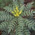 Mahonia media Buckland