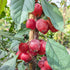 Malus Obelisk - Flowering Crab Apple